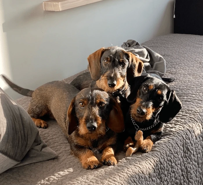 Alle vores tre hunde