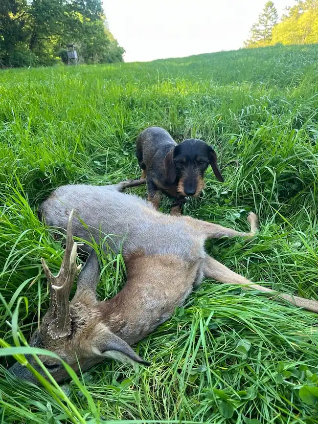 Hera med fundet forendt buk på egen jord