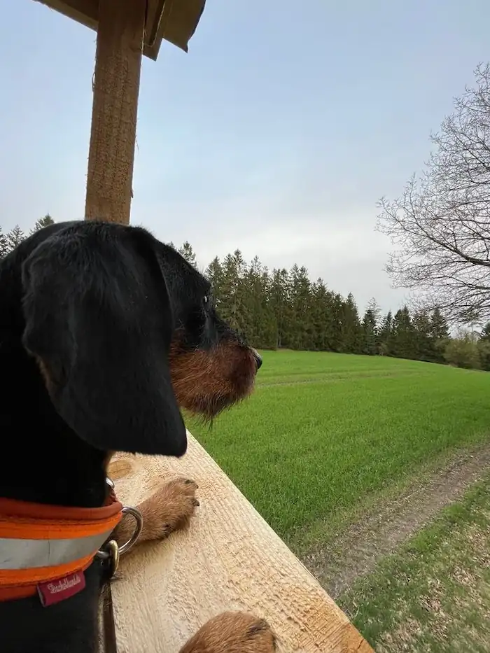 Leda in hunting tower